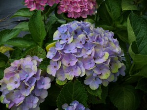 【绣球舞孔雀】绣球舞孔雀品牌,价格 - 阿里巴巴