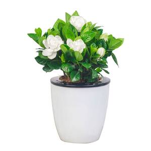 栀子花茉莉花盆栽开花植物花苞多阳台带香味水培土培观花