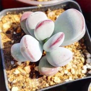 精灵豆多肉植物