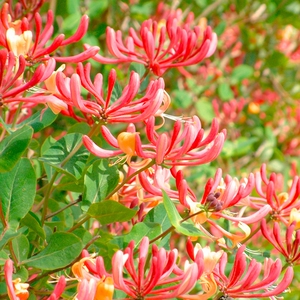 金银花/红花金银花京九红 盆栽 多年生木本爬藤植物 开花芳香