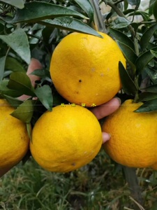 阳光一号橘柚苗新品种苞茅橘柚485-28【试种品种】湖南果苗直销