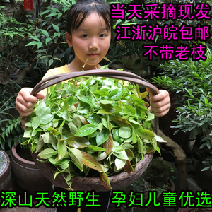 现摘天然纯野生南烛叶乌饭叶乌饭草黑饭叶新鲜乌米叶树乌米饭