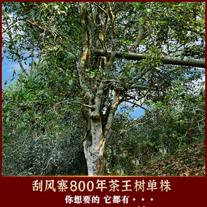 2022头春古树茶】易武刮风寨茶王树单株古树纯料茶叶普洱生茶100g