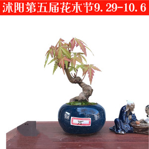鸡爪槭盆景微型小盆栽办公桌面绿植茶桌花架博古架拇指山红叶小品