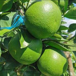 新鲜爆汁青皮葡萄柚5斤礼盒黄金水果新鲜版纳台湾甜西柚整箱包邮