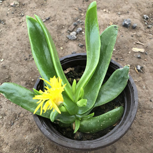 佛手托金多肉植物