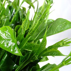 帕克秀帕哈秀新鲜野苦藤菜云南德宏缅甸种傣味食用农产品3斤包邮