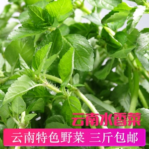 水香菜云南新款野菜火锅菜傣族傣味调料新鲜蔬菜酒店餐厅食材500g