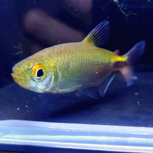 彩虹绿刚果 非洲进口原生草缸群游小型淡水灯科鱼