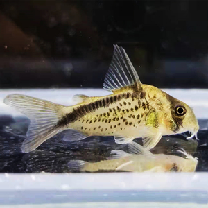 黑剑斜纹鼠鱼  南美进口热带底栖淡水观赏鱼