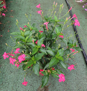 阳台庭院花卉开花红红火火 大花芦莉盆栽带花苞 红花翠芦莉花期长