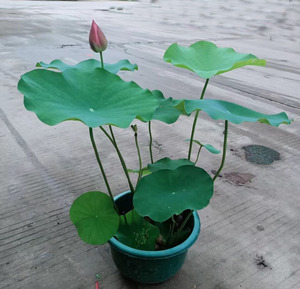 观赏水生花卉荷花盆栽碗莲一叶莲带花苞鱼池水塘庭院假山净化水质