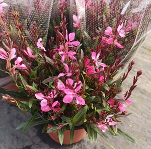 山桃草盆栽带花山桃花多年生宿根庭院植物花期长耐寒耐晒叶千鸟花