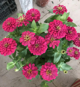 花园百日草盆栽花苗带花混色百日菊四季开花易活庭院阳台绿化时花