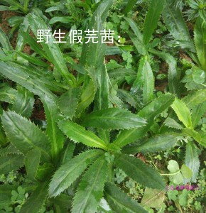 野生刺芫荽盆栽 假刺芹 假香菜 假芫茜可食用调味 泰国大香菜包邮