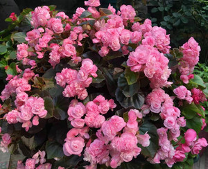 满20包邮重瓣四季海棠 玻璃球球 玻璃翠阳台四季开带花发