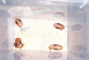 宠物蟑螂 美洲死人头 x blaberus giganteus 亚成20元 幼体5元