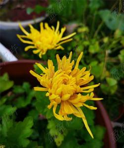盈盈花卉 食用菊花盆栽 金丝皇菊苗  泡茶用菊花