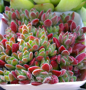 盈盈花卉 多肉植物  星芒公主  微型青锁龙属 冬天变红