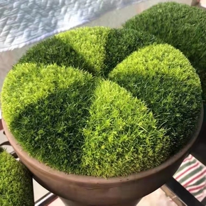 爱尔兰珍珠草苔藓盆栽庭院铺地观赏草花境植物护盆草 金海岸