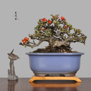 日本盆景 红花一号 长寿梅 一手托小品盆栽 茶台可赏