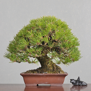 日本原盆 大树型三河黑松 苍劲有力 小品盆景盆