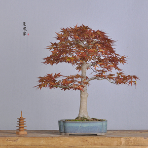 日本原盆 以小见大 挺拔大树型 红千鸟 中品盆景盆栽