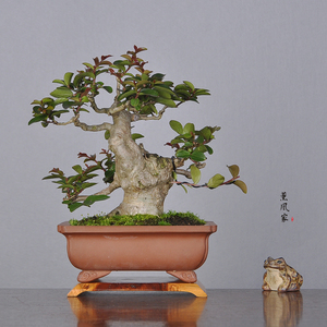 【日本紫微盆景】日本紫微盆景品牌,价格 - 阿里巴巴