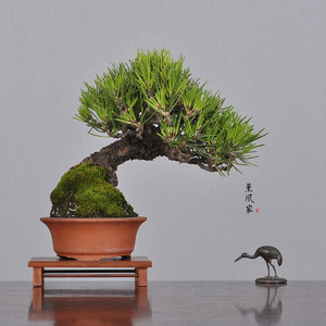 日本原盆 展级小品松 春嘉盆 临水三河黑松 小品盆景