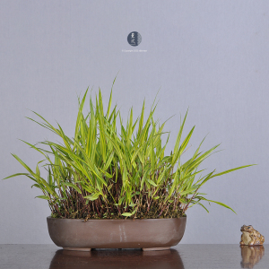 日本原盆 山野草 斑入黄金风知草 箱根草 中小品盆景盆栽