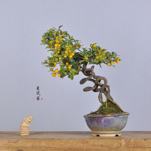 日本原盆 根艺文人造型 金豆 中品花果类盆景盆栽