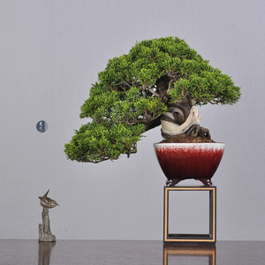 日本盆景 临水造型系鱼川真柏 小品盆栽 配鸿阳盆