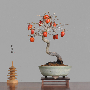看一下日本老鸦柿盆景图片