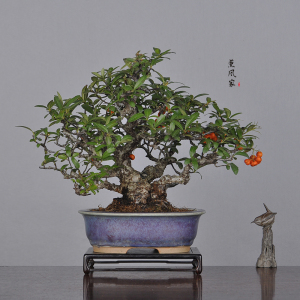 【火棘小品盆景】火棘小品盆景品牌,价格 - 阿里巴巴