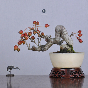 薰风家日本原盆 个性临水造型 姬苹果 姬美好 小品盆景 无需授粉