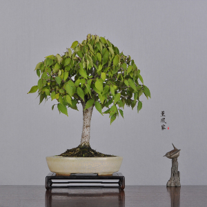 日本原盆 服部盆 简约自然之美 直杆大树型 榉树小品盆景