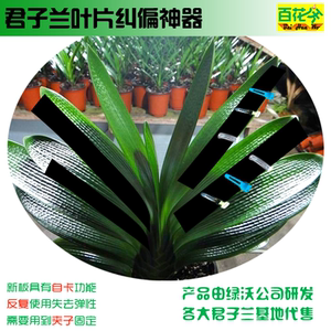 君子兰专用整形工具