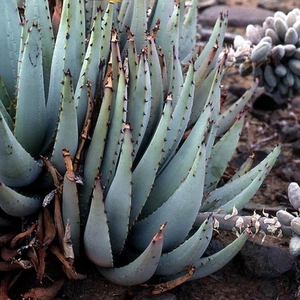 雪女芦荟 芦荟科 多肉植物 aloe claviflora 棒花芦荟 种苗