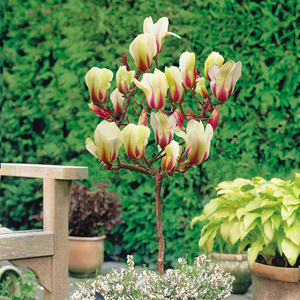 白兰花盆栽白玉兰花树苗浓香型室内白玉兰小盆栽四季庭院花卉植