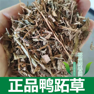 鸭拓草中药