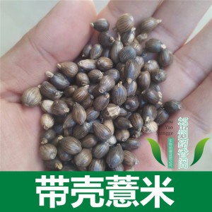 带壳薏米 新货 薏米种子 无硫无熏无杂质 包邮 另有草珠子