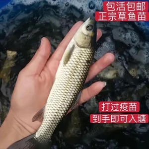 大草鱼苗脆皖鱼苗花鲢白鲢鱼螺丝青鱼鲫鱼苗活体食用鱼苗淡水养殖