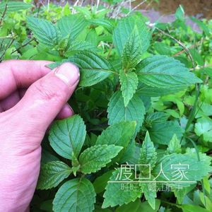 野生溪黄草苗 肝有益 溪黄草种子也有 熊胆草 王老吉广东凉茶配方