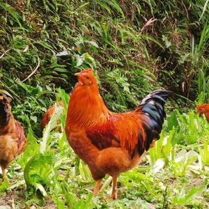 土阉鸡广西马山农家散养土鸡一年左右 净膛后3.5-4.5斤左右