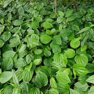蔬菜新鲜野生假蒟纯蒌捞蛤篓叶假娄苗田螺饭包青香菜香料广西哈喽