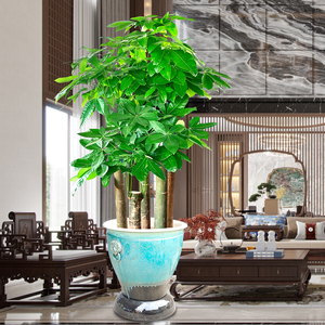 别墅大型五杆步步高三棵大棵发财树盆栽绿植室内客厅办公室开业