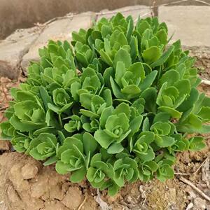 清西陵八宝景天小苗 多肉蝎子草防蚊止痒 耐寒绿植 盆栽庭院绿化