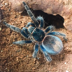 秘鲁金属红尾thrixopelma cyaneolum 蓝色蜘蛛捕鸟蛛 ts爬魂