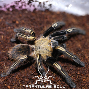 火焰黄膝头 3l 幼体 蜘蛛 ts爬魂