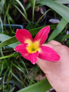 风雨兰  新加坡的骄傲 种球 直径1.5-1.